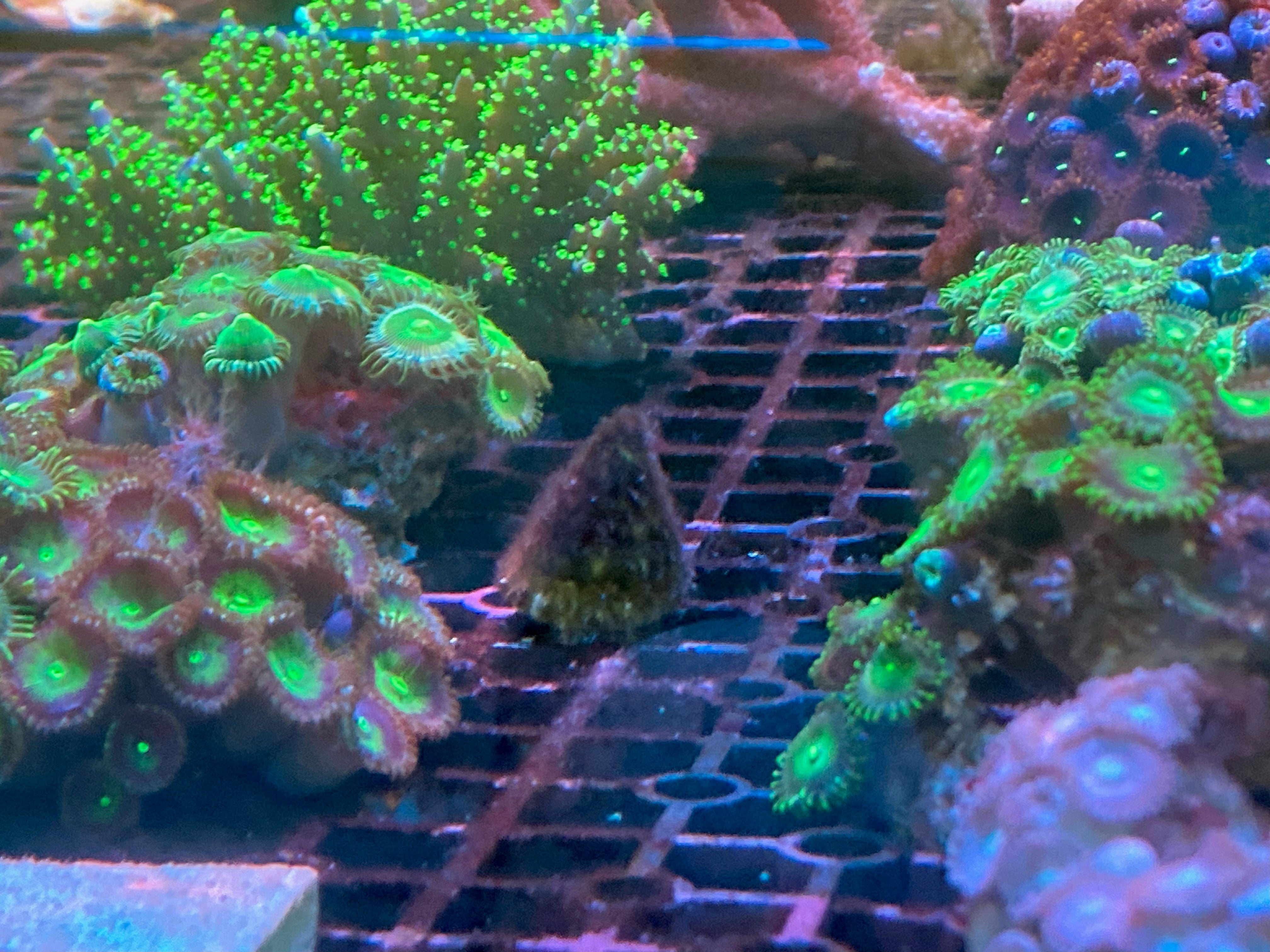 Picture of Keeping Tanks Cleaner with Invertebrates – Seastainable Supply