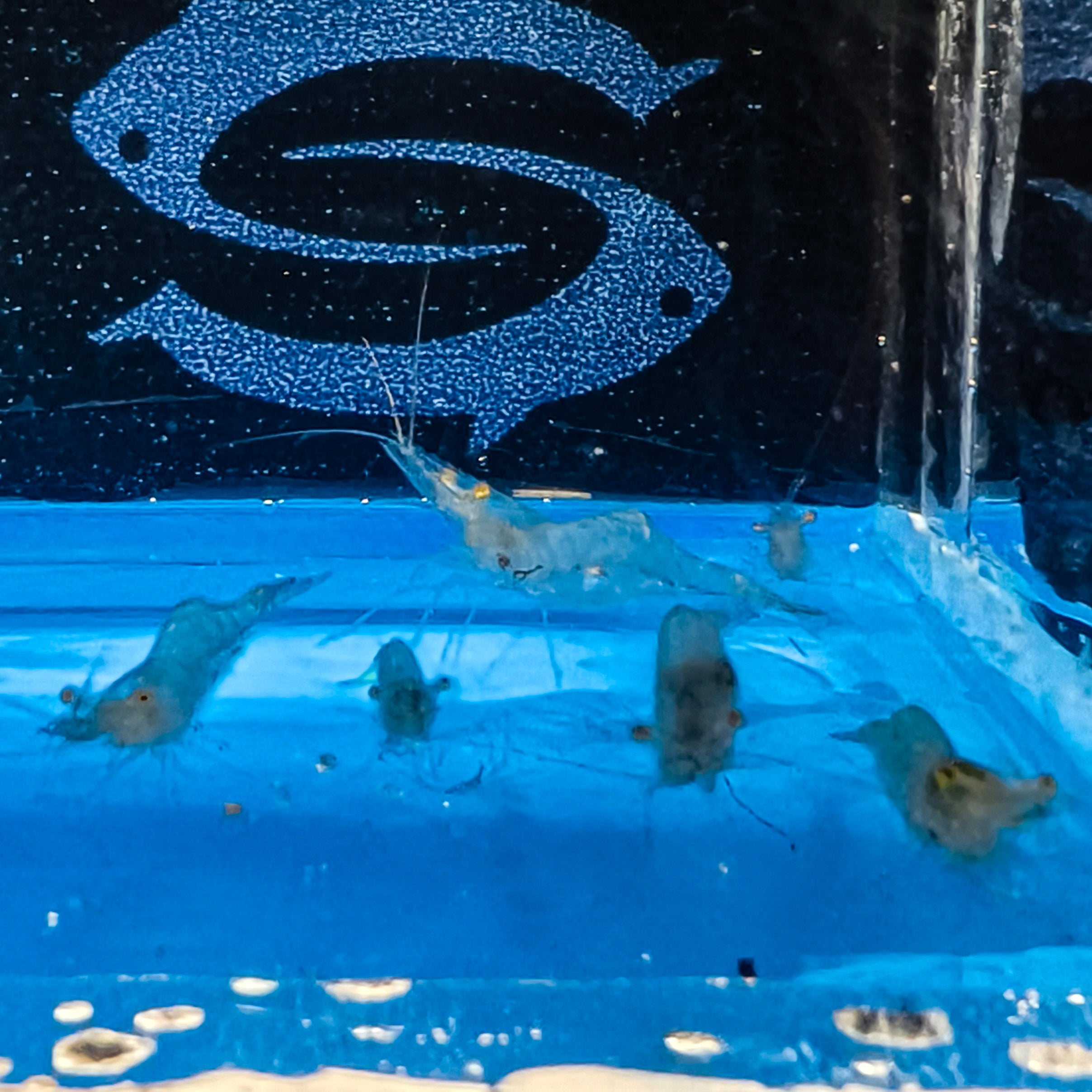 Ghost Shrimp - Feeders – Seastainable Supply