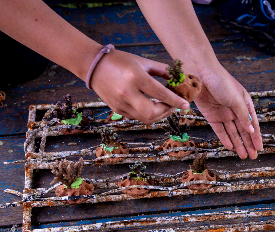 Coral Fragmenting and the Sustainability Within the Practice