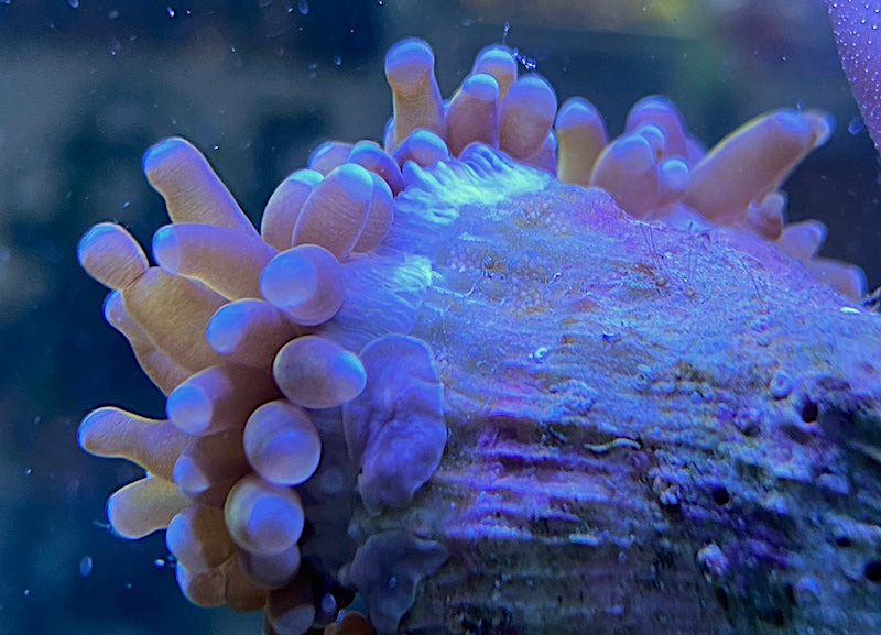 How to Recognize and Treat Flatworms on Coral