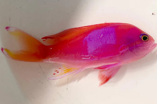 Anthias