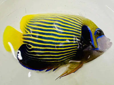 Angelfish