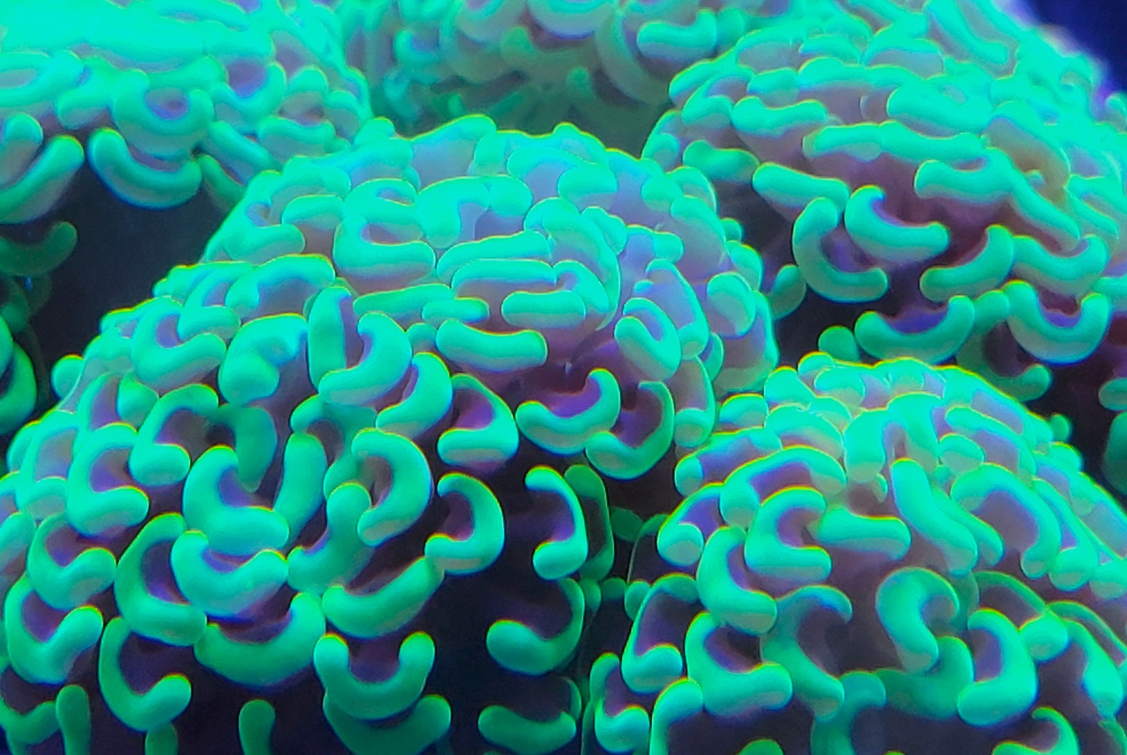 Live Coral