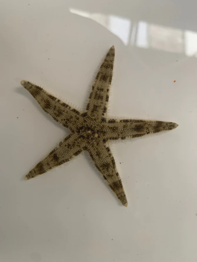 Starfish