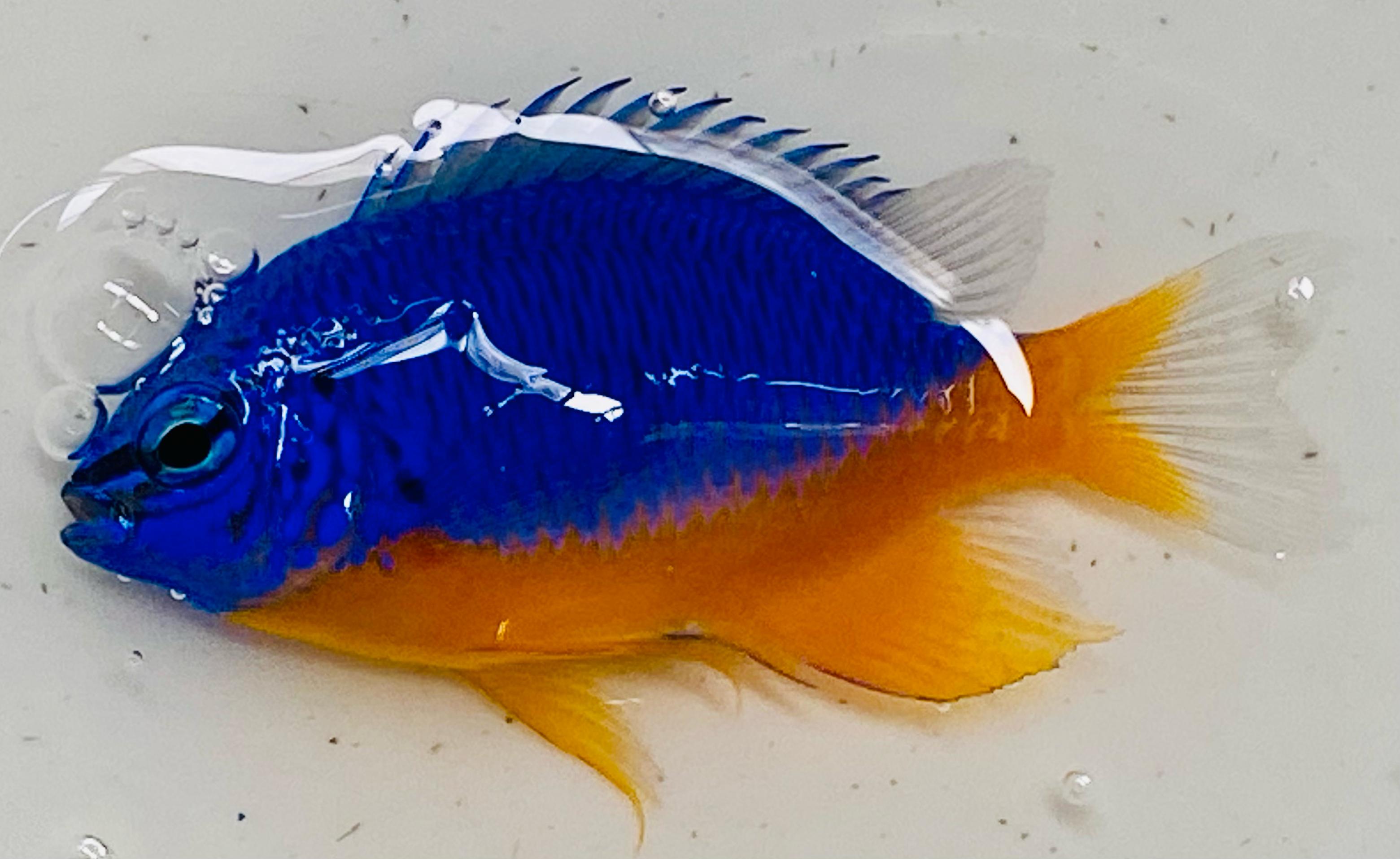 Chrysiptera Hemicyanea Azure Damselfish – Seastainable Supply