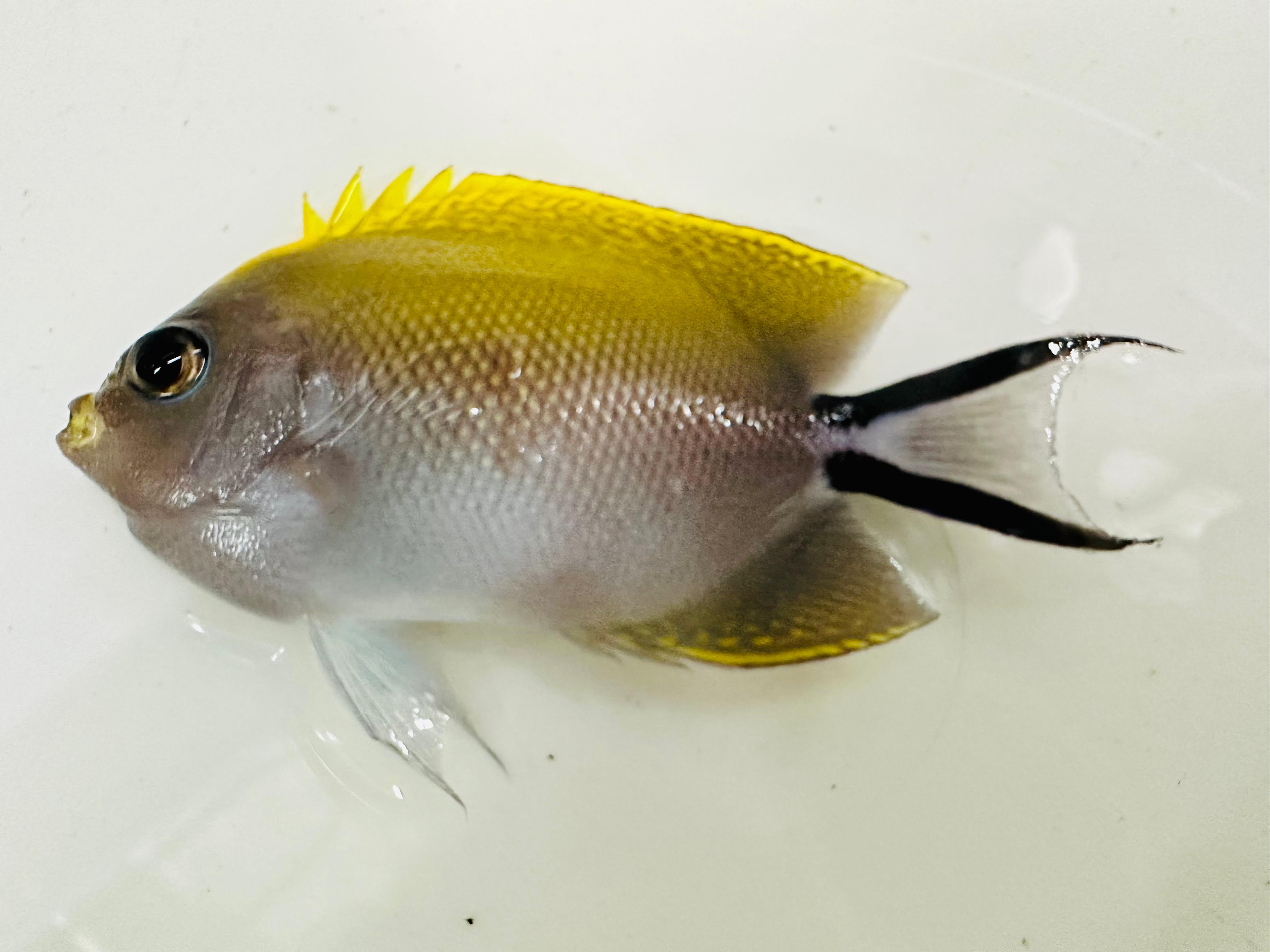 Genicanthus Melanospilos Black Spot Lyretail Angelfish Female