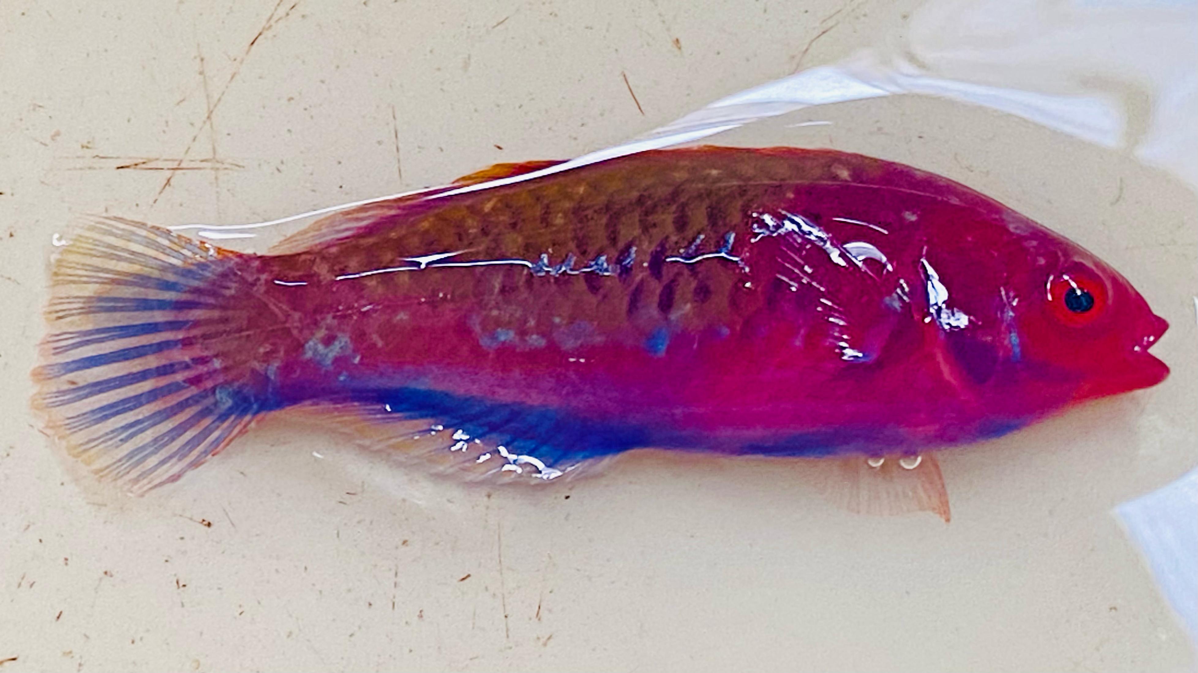 Cirhilabrus Cyanopleura Blue Side Fairy Wrasse – Seastainable Supply