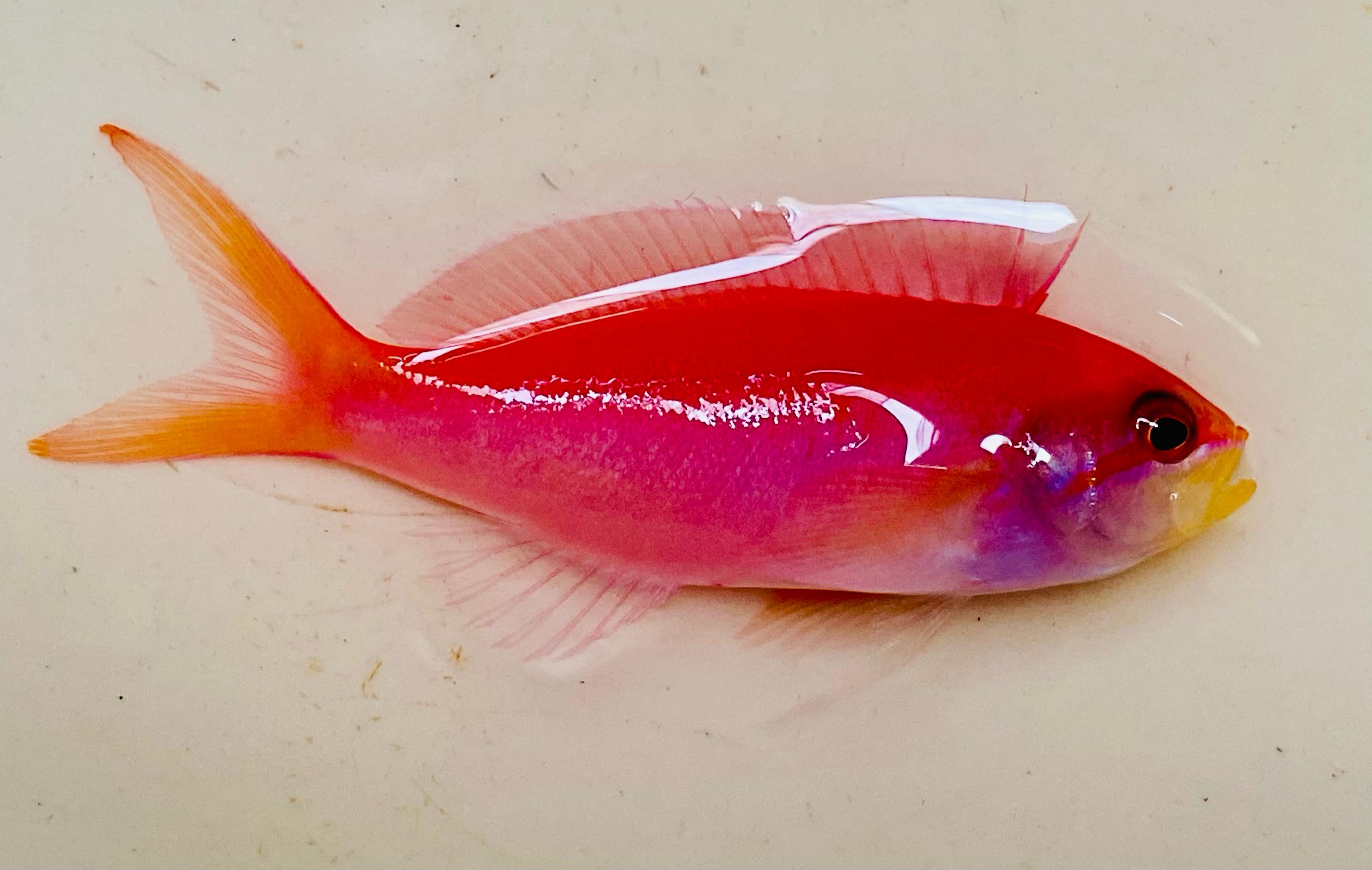 Mirolabrichthys Dispar Dispar Anthias – Seastainable Supply