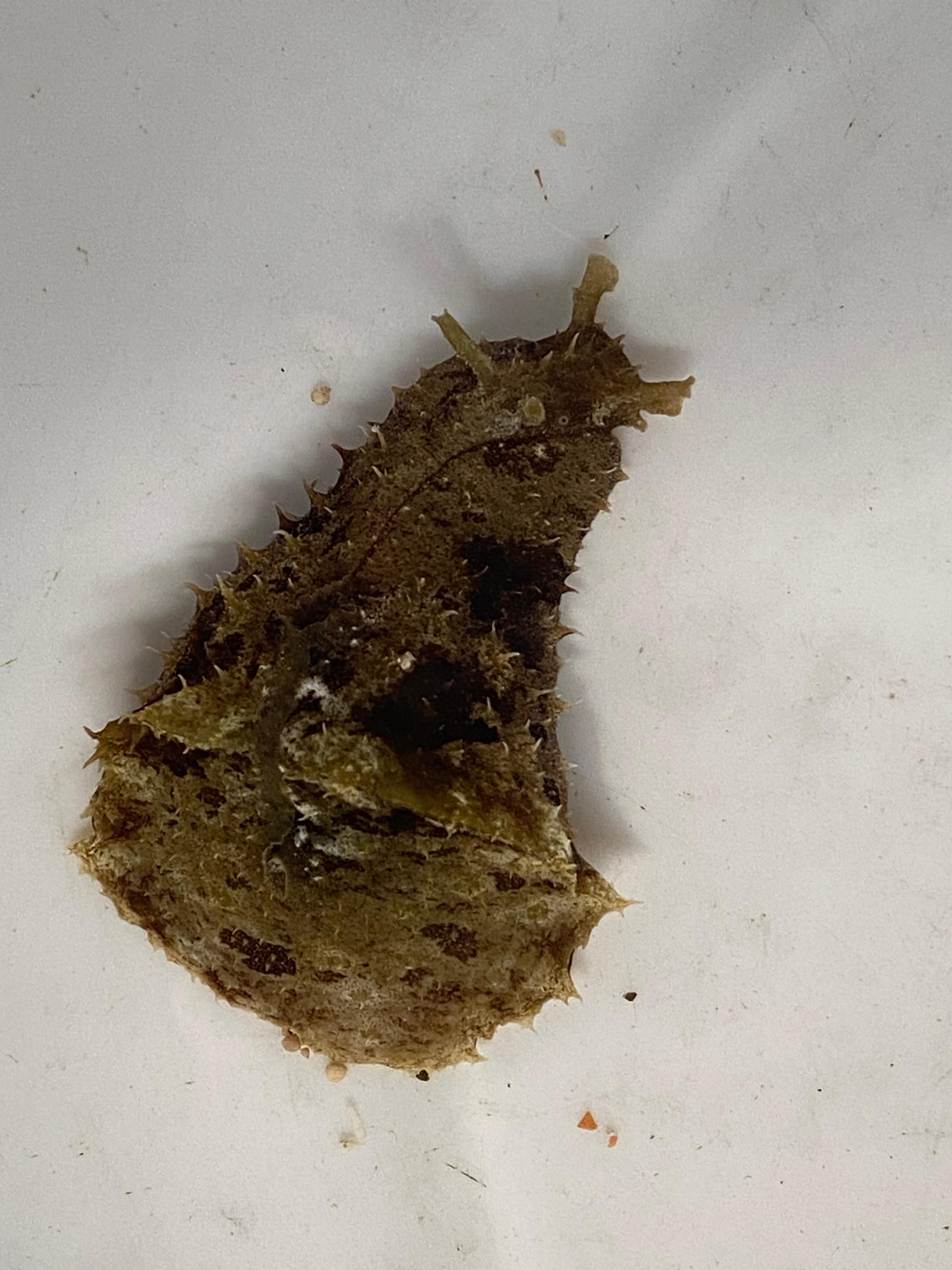 Dolabella Auricularia Sea Hare Algae Slug Seastainable Supply